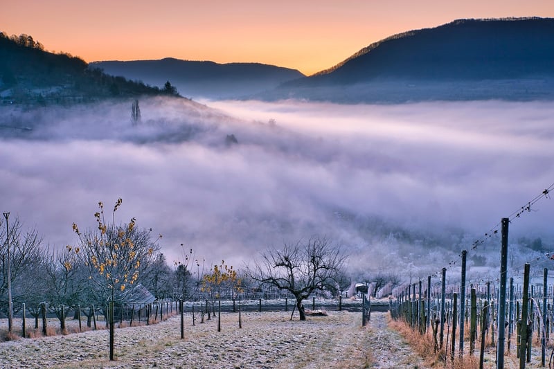 Vineyard experiences